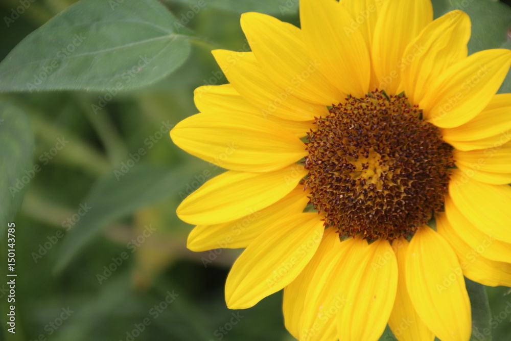 Sonnenblume Sonnenblume