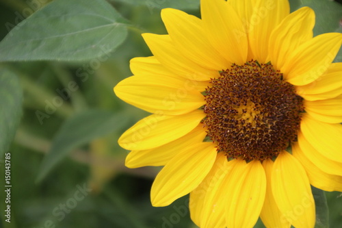 Sonnenblume