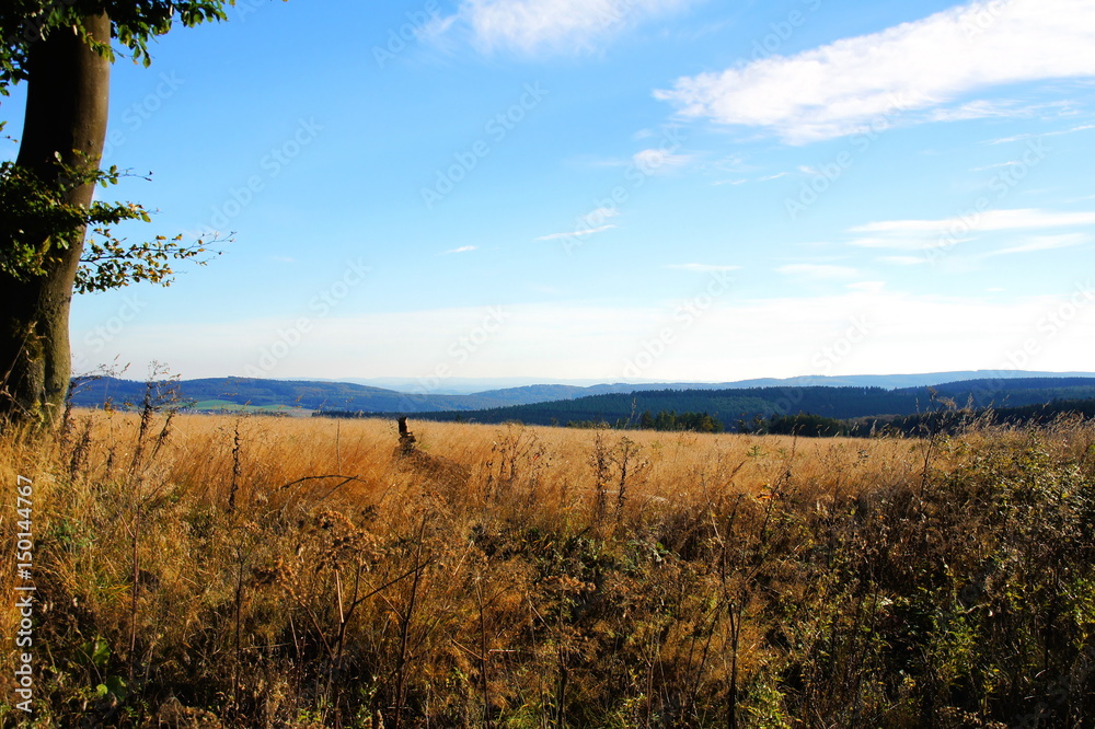 Fototapeta premium Brachland mit braunem Gras auf der Südseite des Idarwaldes im Hunsrück