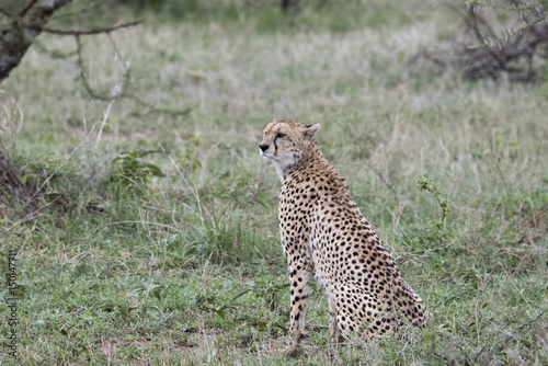 Watchful Wild Cheetah (Acinonyx jubatus) on the Grassy Plains of the Serengeti in Tanzania