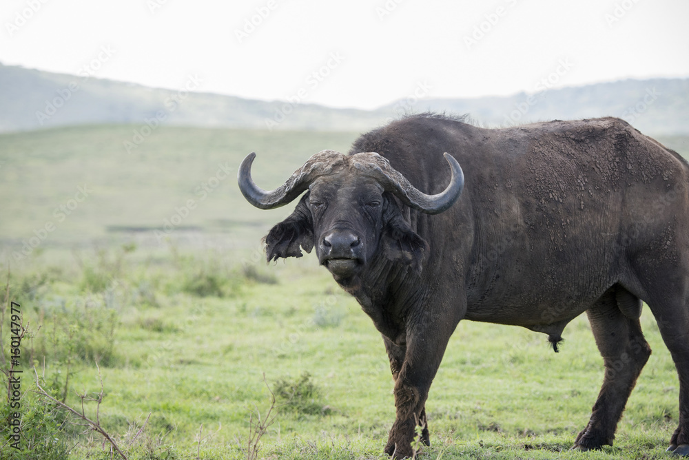 Cape Buffalo on a Grassy Plain on the Serengeti in Tanzania Cape Buffalo on a Grassy Plain on the Serengeti in Tanzania