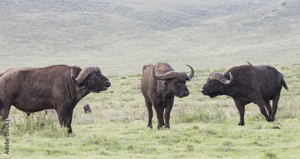 Cape Buffalo on a Grassy Plain on the Serengeti in Tanzania