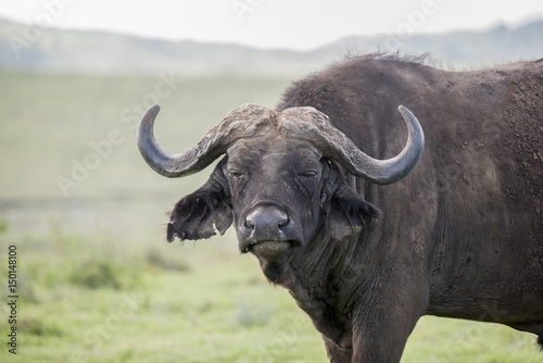 Cape Buffalo on a Grassy Plain on the Serengeti in Tanzania