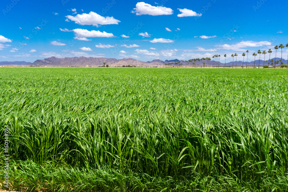 Fototapeta premium Green Sudan field under the blue sky, in Yuma Arizona.