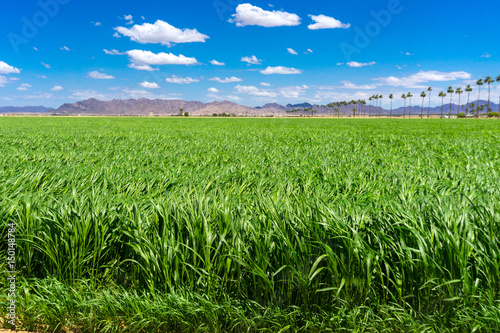 Green Sudan field under the blue sky, in Yuma Arizona.