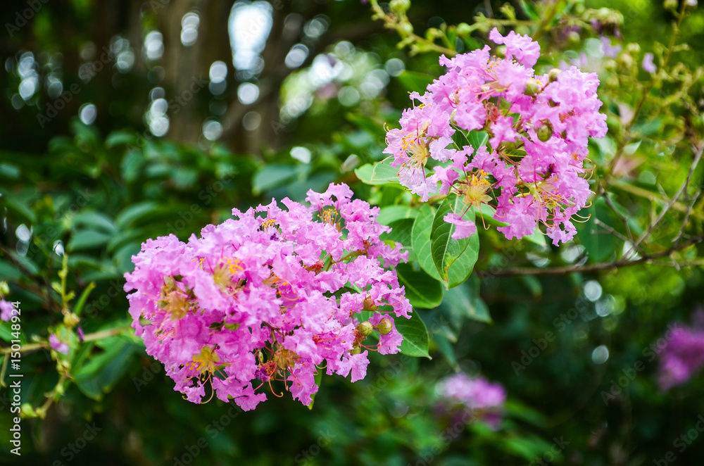 Closeup pink purple crape myrtle flowers, also known as Lagerstroemia indica Closeup pink purple crape myrtle flowers, also known as Lagerstroemia indica