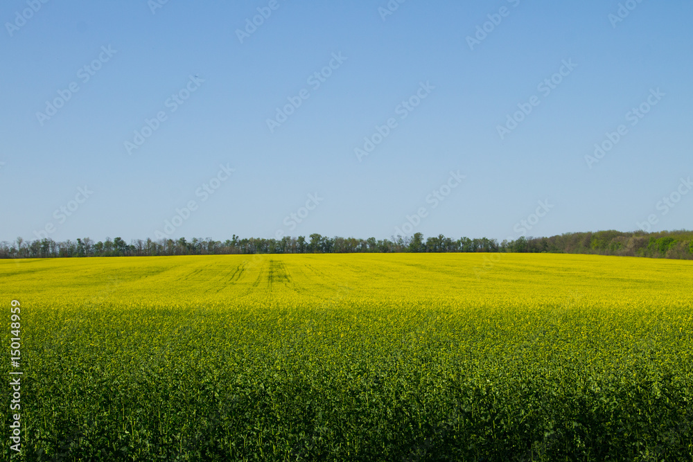 Fototapeta premium Field of yellow flowering rapeseed
