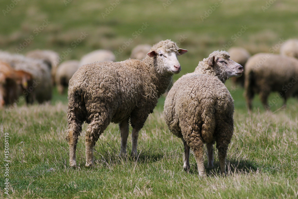 Two sheep on the  summer meadow