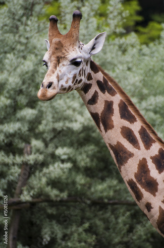 giraffe © Jana