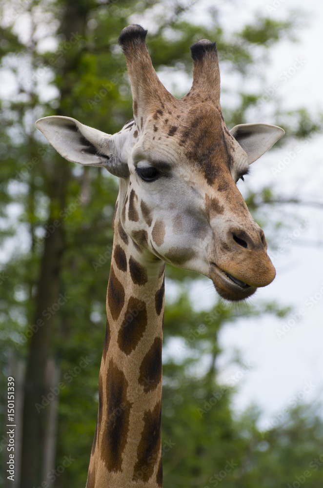 Fototapeta premium giraffe