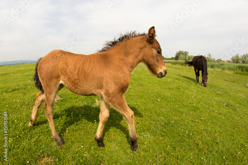 Brown foal on the fild