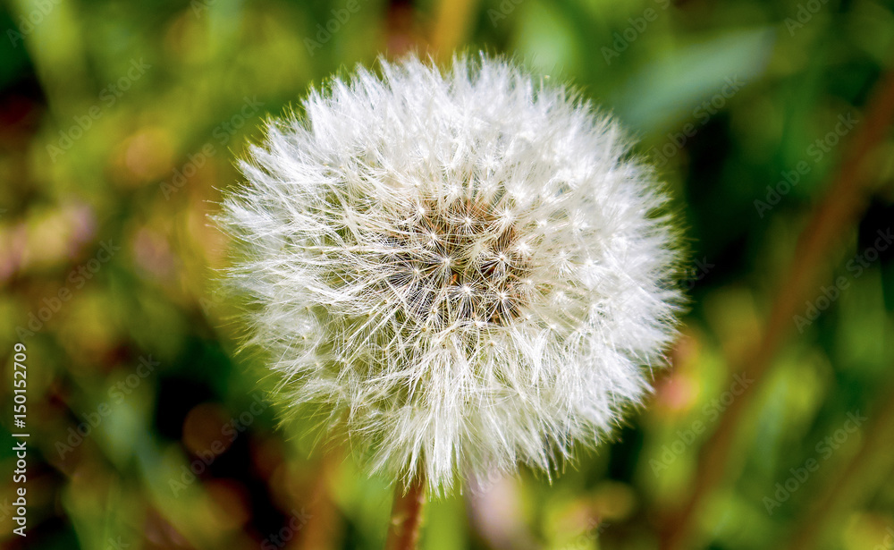 Dandelion in the morning sunlight fresh green background