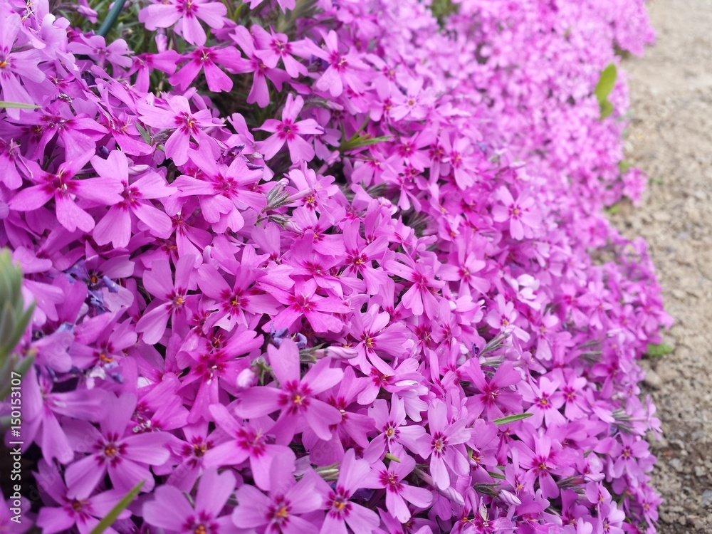Blütenpracht am Schrebergarten, Deutschland Blütenpracht am Schrebergarten, Deutschland
