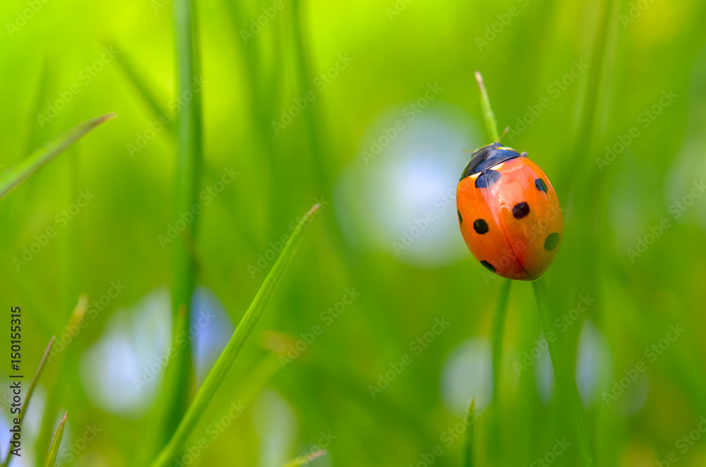 ladybug creeps on brightly green stalk, a green background ladybug creeps on brightly green stalk, a green background