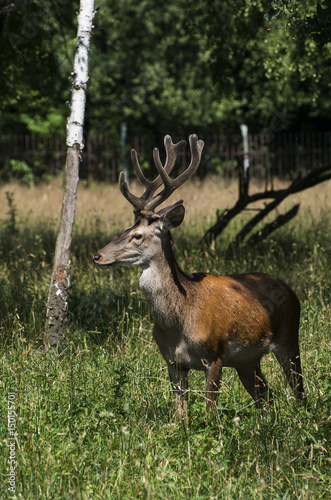 deer in natural environment © Jana