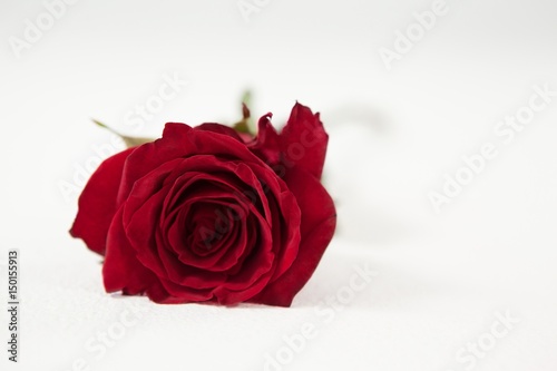 Fototapeta Naklejka Na Ścianę i Meble -  A red rose