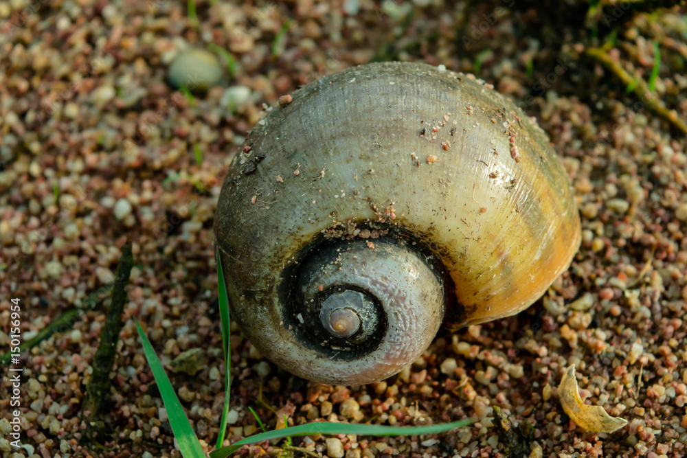 young snail shell