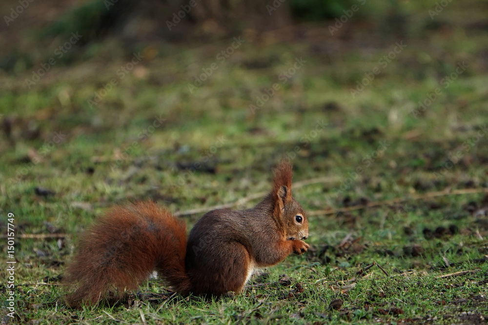 Eichhörnchen, beim knabbern auf der Wiese Eichhörnchen, beim knabbern auf der Wiese