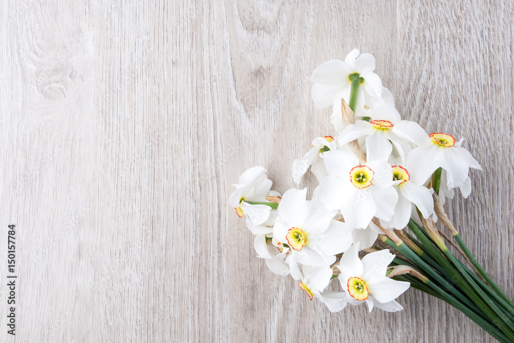 Obraz premium Daffodil flower on background
