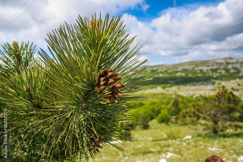 Pine with cones on Ai-Petri