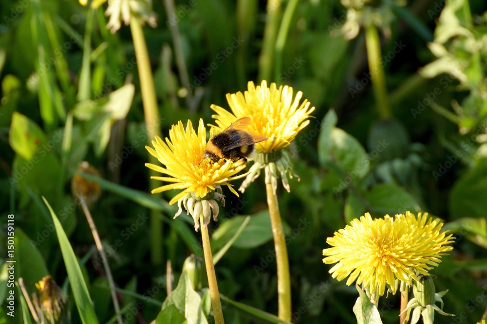 A bumblebee on a dandelion on a meadow A bumblebee on a dandelion on a meadow