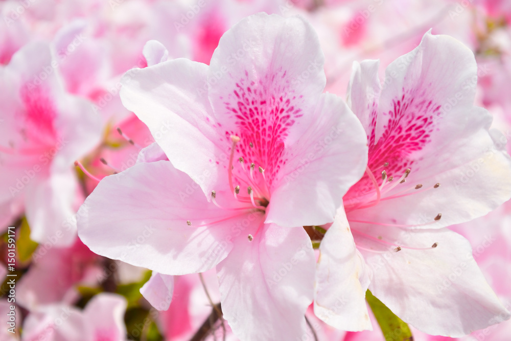 Fototapeta premium つつじの花