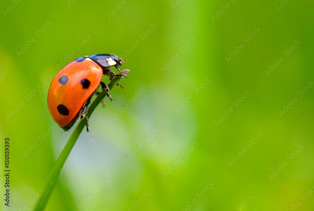 ladybug creeps on brightly green stalk, a green background ladybug creeps on brightly green stalk, a green background