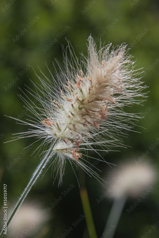 Fototapeta premium Close-up detail of a flowering grass field on the greenery background at summer sunny day, France