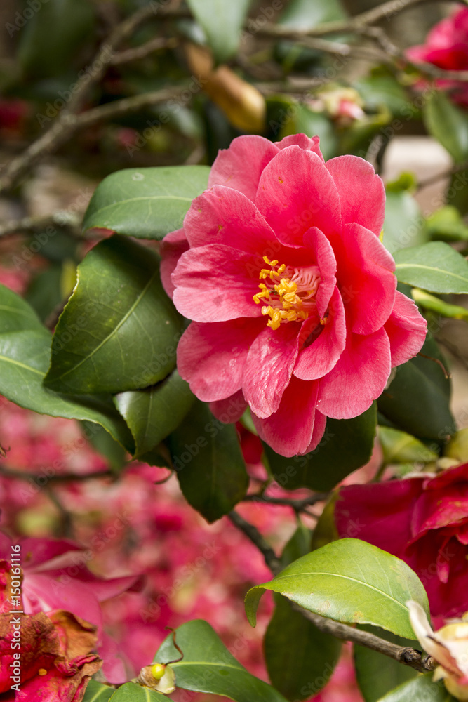 Red camellia flowers blooming in the garden, leafs in the background, in a spring day; photography taken in Greece Red camellia flowers blooming in the garden, leafs in the background, in a spring day; photography taken in Greece