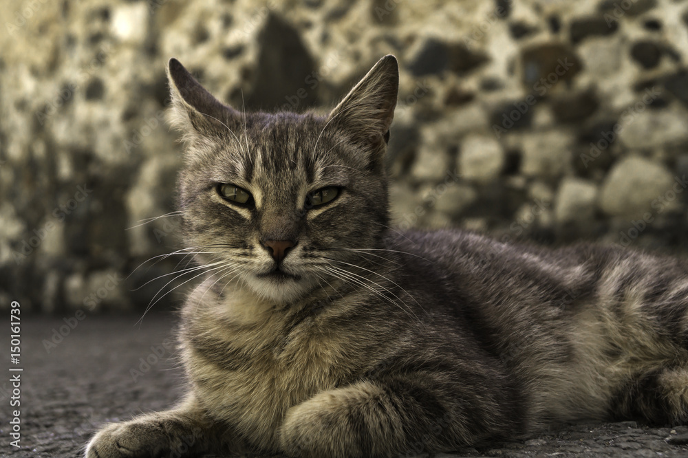 Obraz premium Cat lying