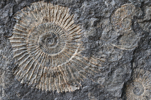 ammonites fossil texture
