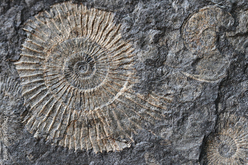 ammonites fossil texture photo