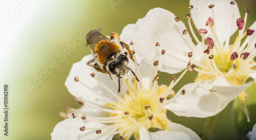 A bee on an apple tree