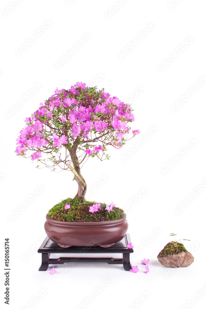 Bonsai Azalea japonica on a white background Bonsai Azalea japonica on a white background