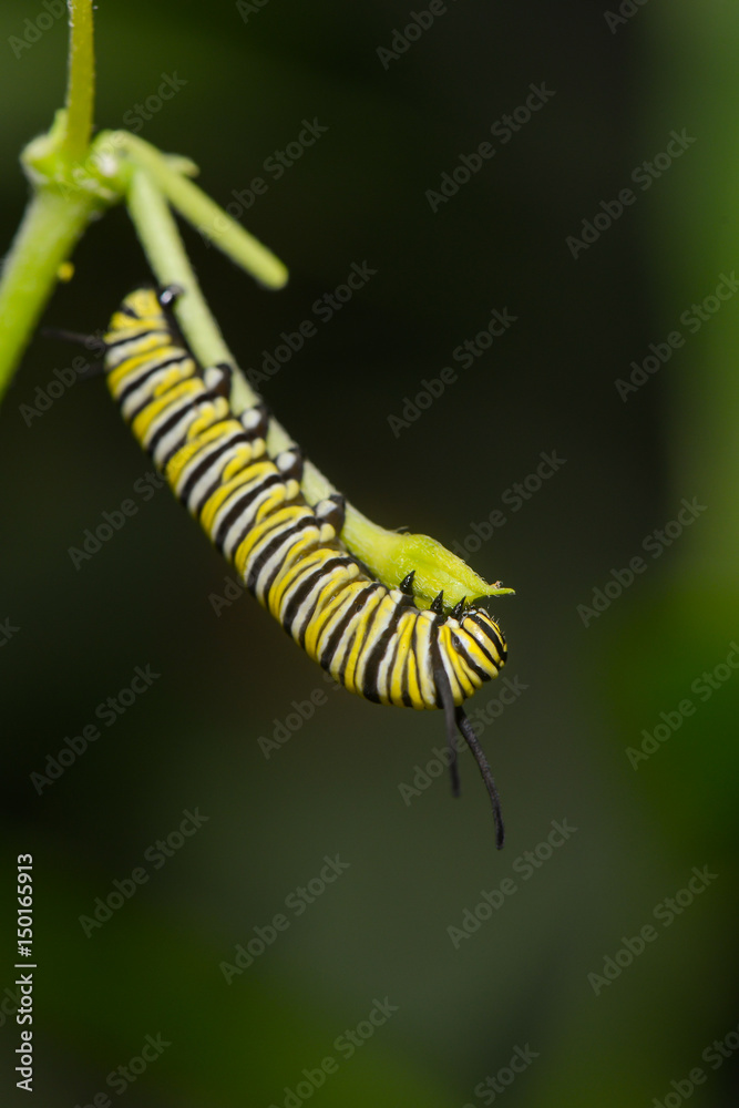 Exotische Schmetterlingsraupe