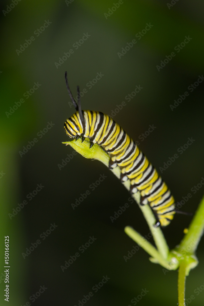 Exotische Schmetterlingsraupe