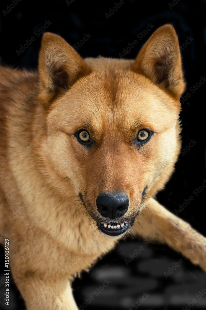 The symbol of the New 2018 according to the Eastern calendar yellow dog on black background The symbol of the New 2018 according to the Eastern calendar yellow dog on black background