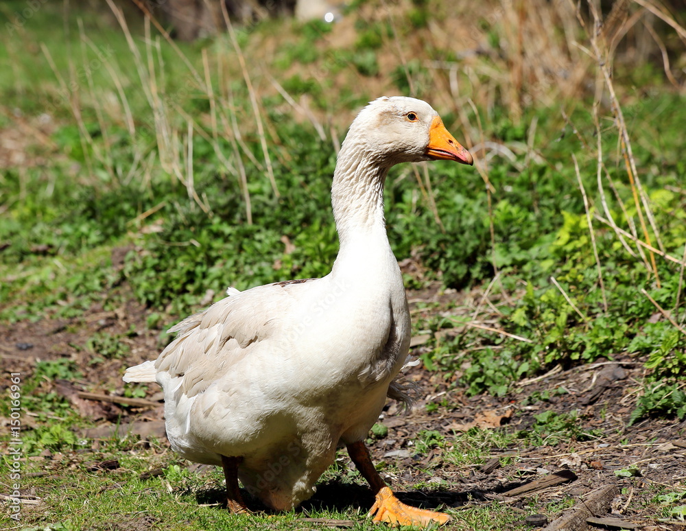 Goose Goose