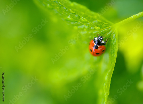 ladybug creeps on brightly green leaf, a green background © Tortuga