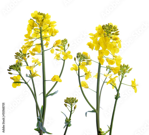 Flower of a rapeseed, Brassica napus, isolated on white background. photo