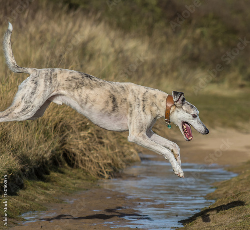 Obraz na płótnie Lurcher Dog Jumping