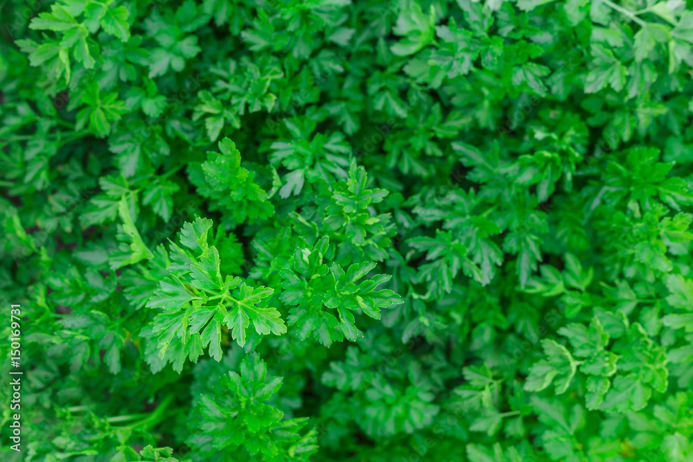Top view of fresh parsley growing on the ground Top view of fresh parsley growing on the ground