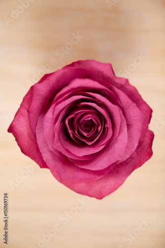 Pink rose against wooden background