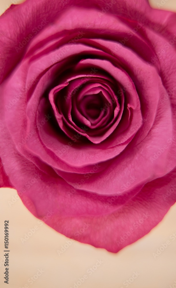 Pink rose against wooden background Pink rose against wooden background