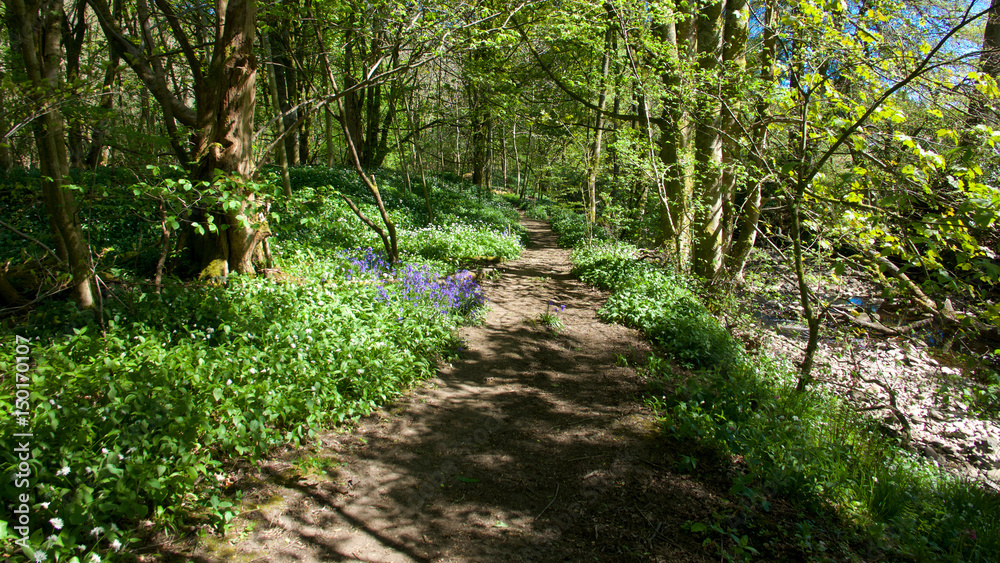 Forest path with bluebells in dappled sunlight.