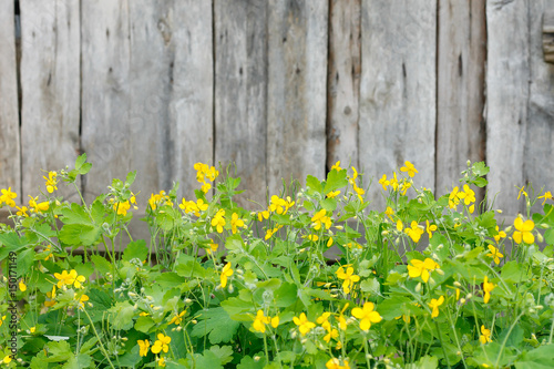 wood background from old boards with a flowered celandine