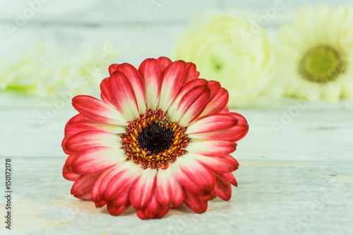 Gerbera in two colors with white flowers on a rustic wooden table