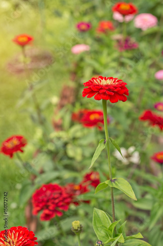 Zinnia flower in the garden