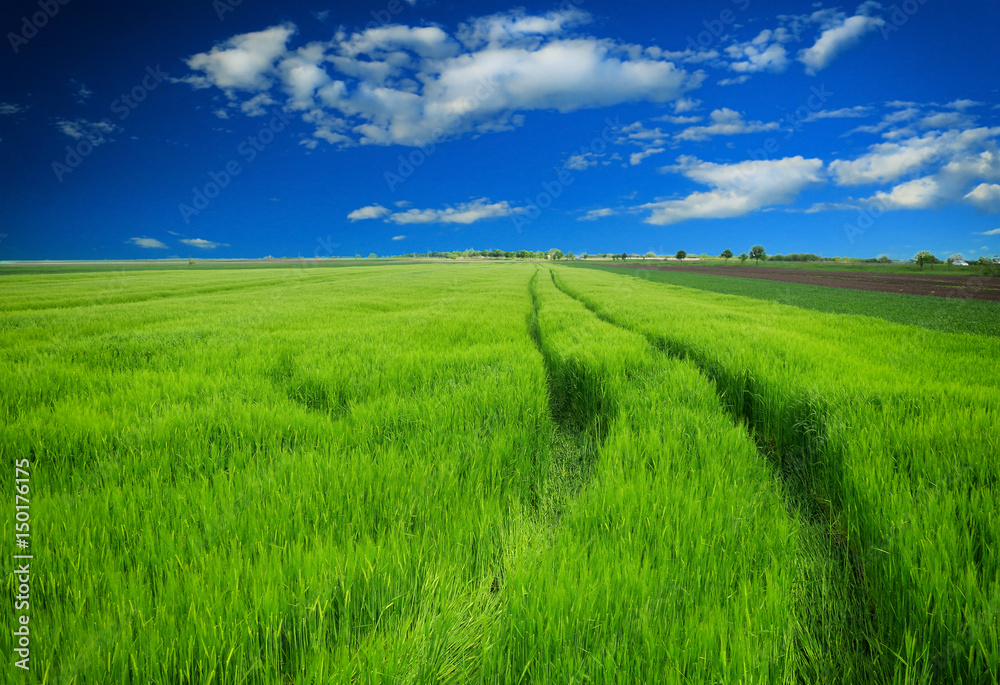 Fototapeta premium green wheat field