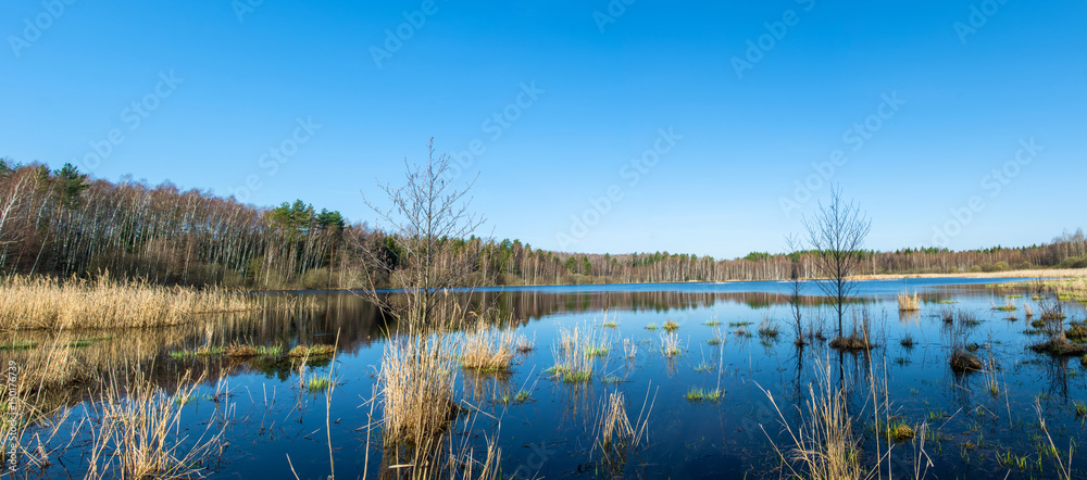 Panorama of a forest lake.